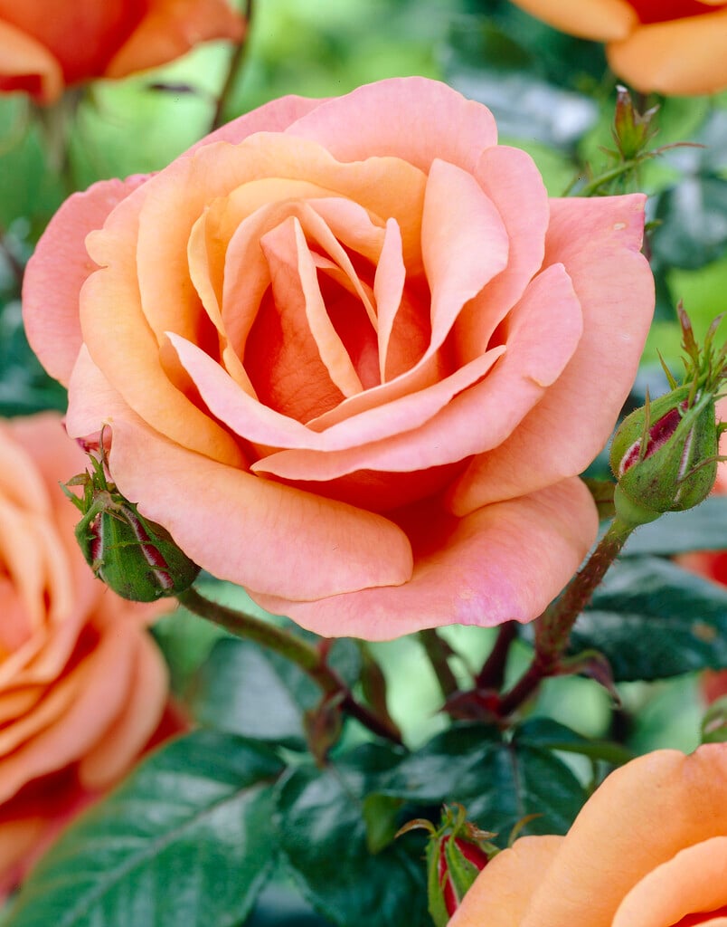 rose [High Sheriff]