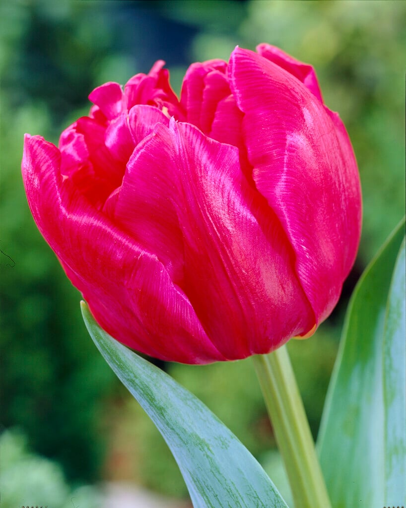 tulip 'Chato'