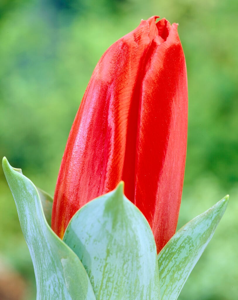 tulip 'Red Revival'