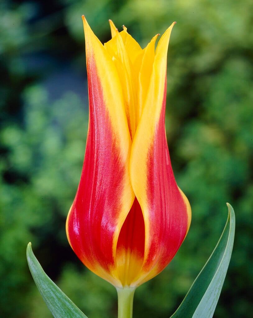 tulip 'Synaeda King'