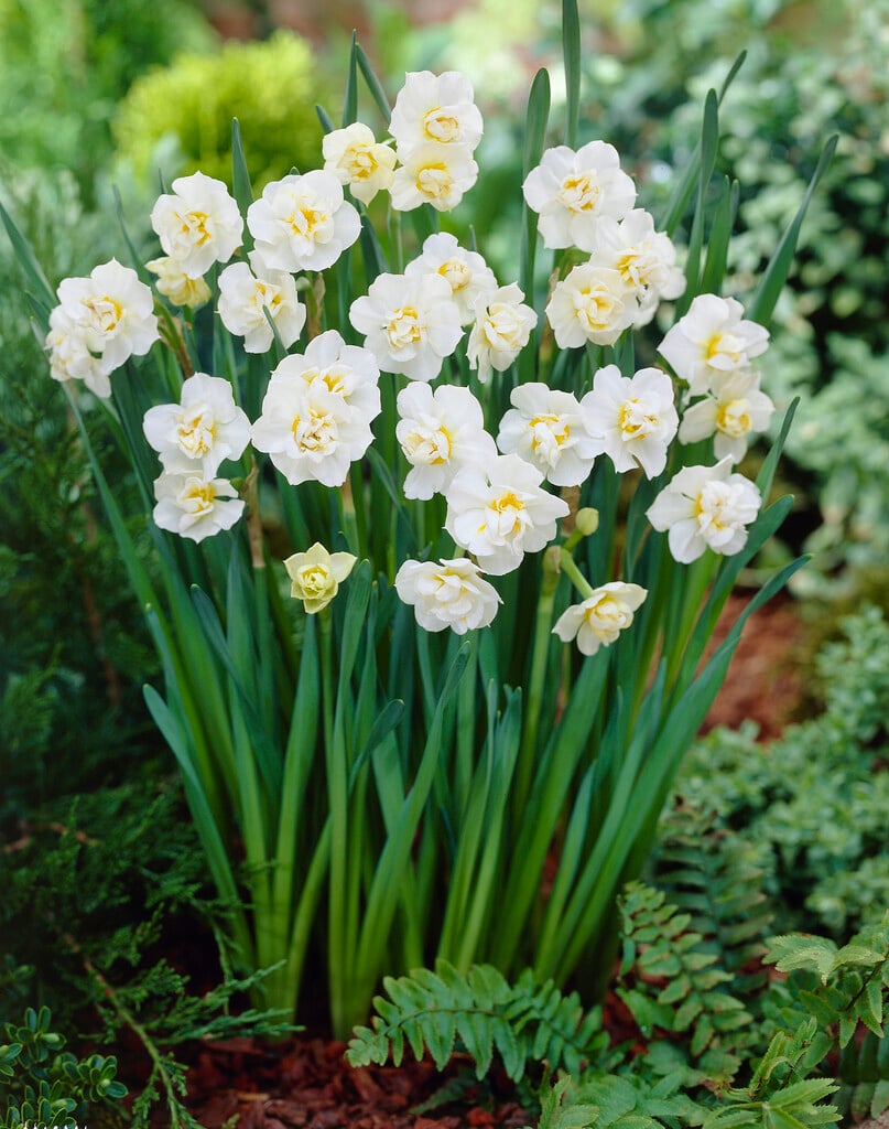 daffodil 'Erlicheer'