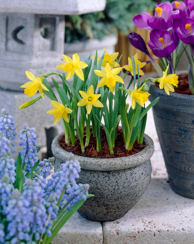 daffodil 'Midget'