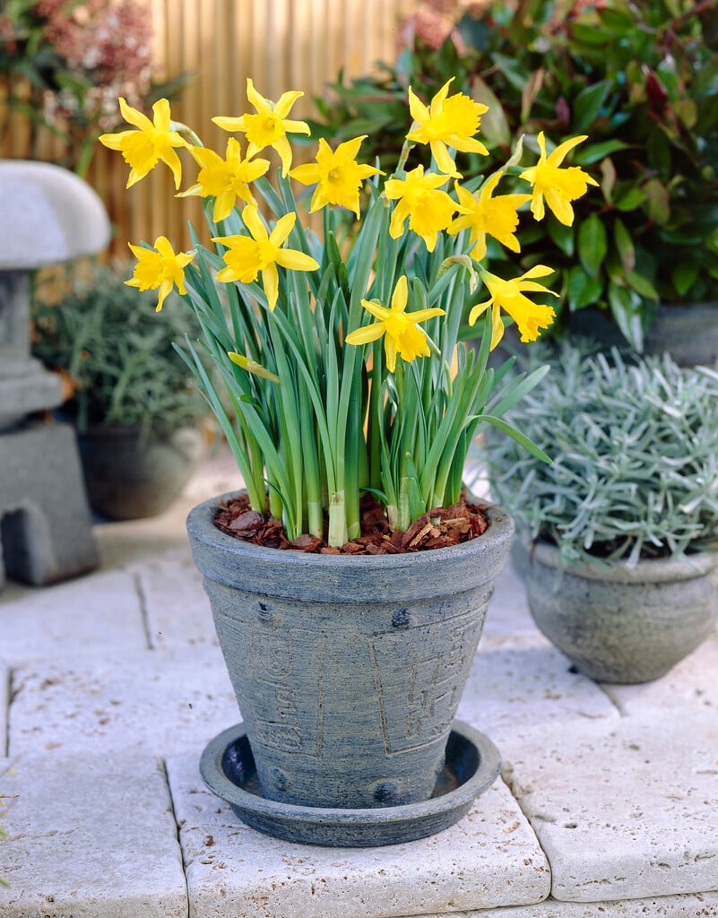 dwarfish daffodil