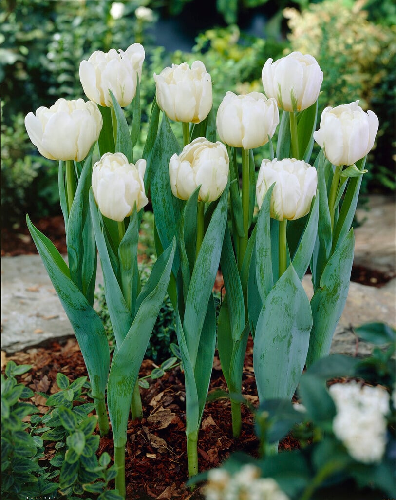 tulip 'Casablanca'