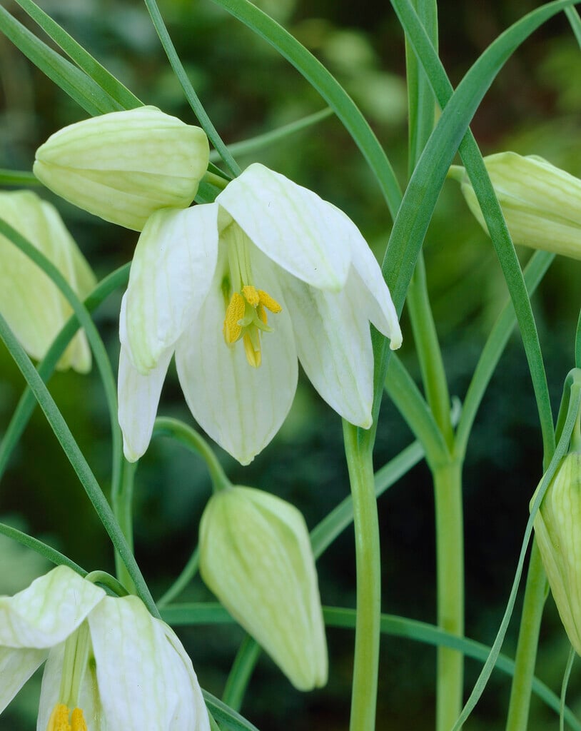white-flowered snake's head fritillary