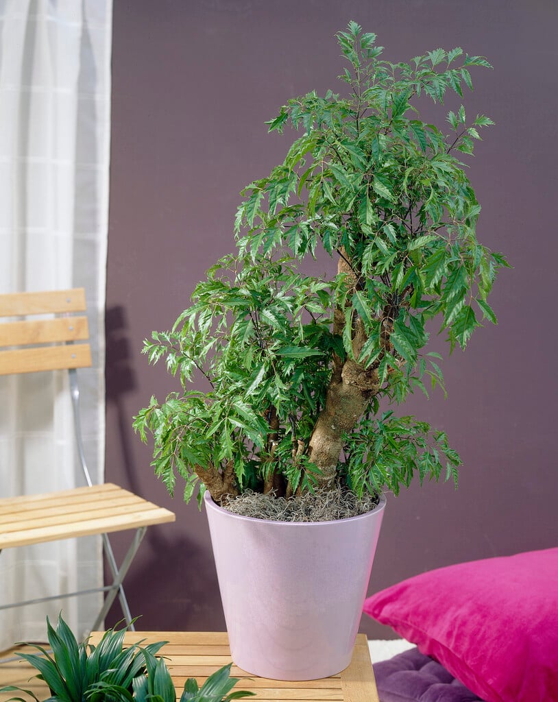 ming aralia
