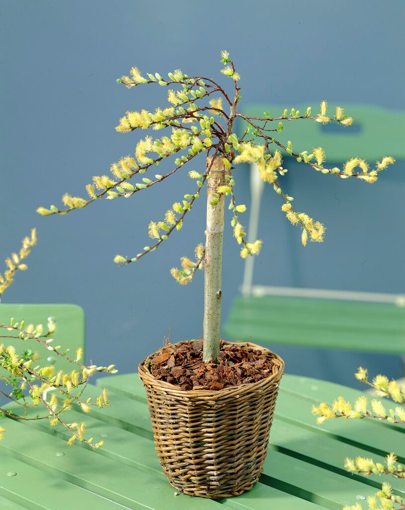 <em>Salix</em> <em>repens</em> 'Iona' (m)