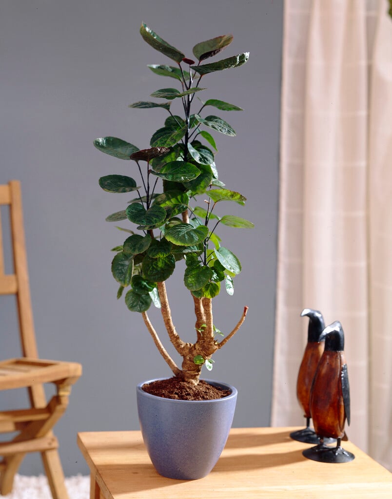 Ming aralia 'Fabian'