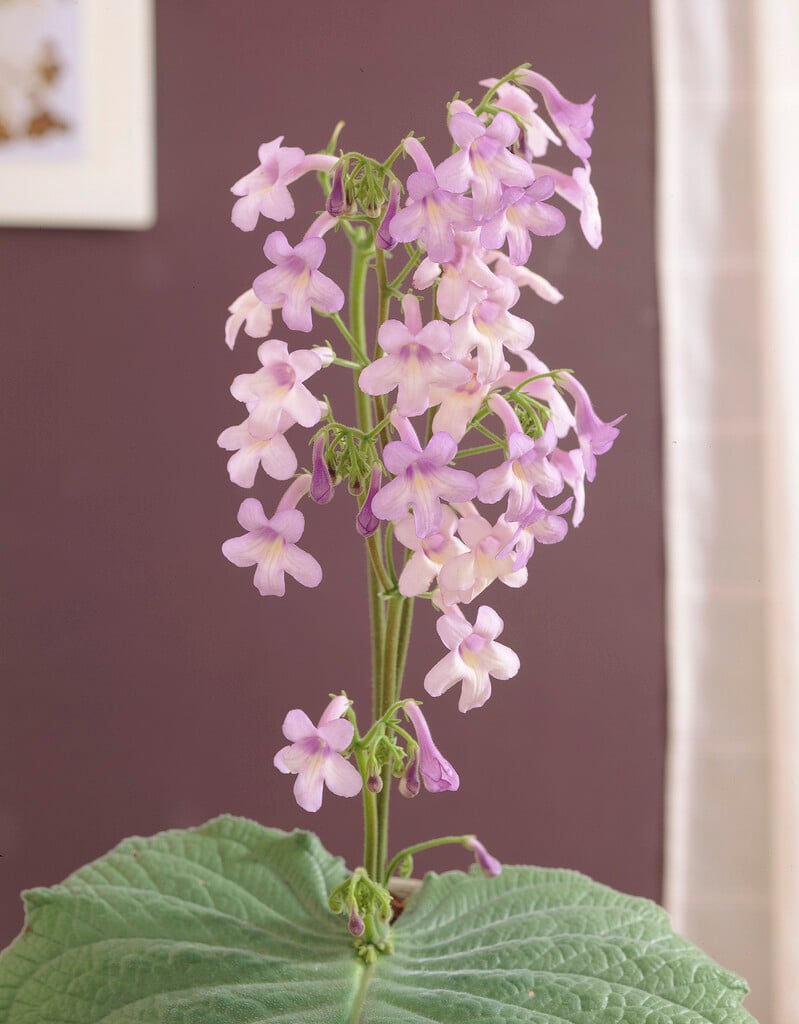 <i>Streptocarpus</i> 'Parfuflora'
