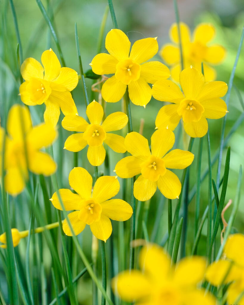 <em>Narcissus</em> <em>jonquilla</em> var. <em>henriquesii</em> (13)