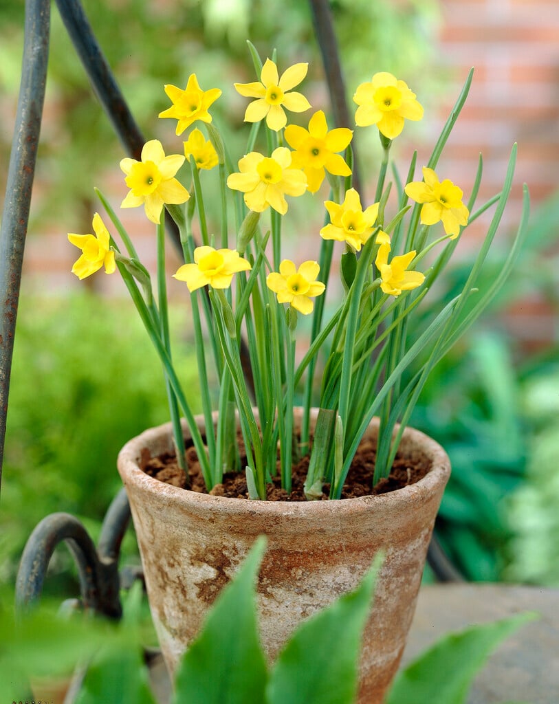 rush-leaved daffodil