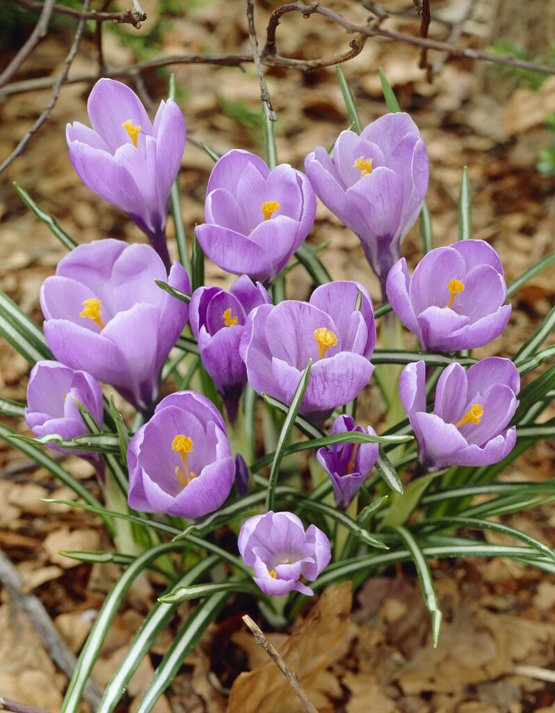 <i>Crocus</i> 'Sky Blue'