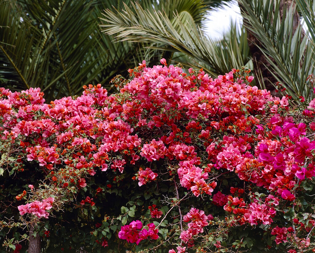 <i>Bougainvillea</i> <i>spectabilis</i>