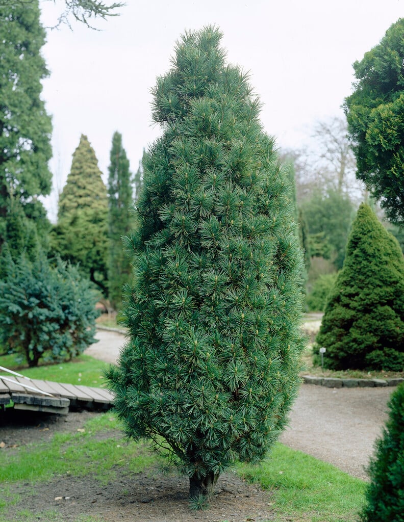 Arolla pine 'Stricta'