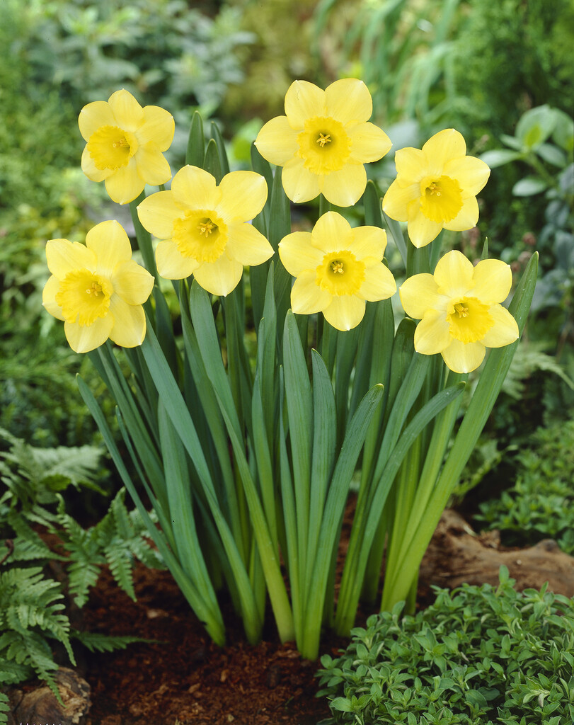 daffodil 'Cairngorm'
