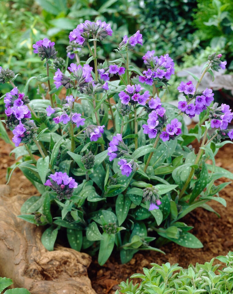 lungwort 'Benediction'
