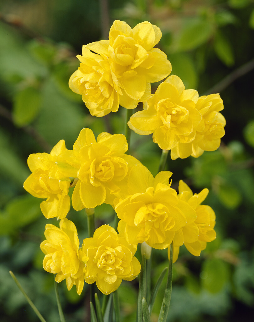 daffodil 'Pencrebar'