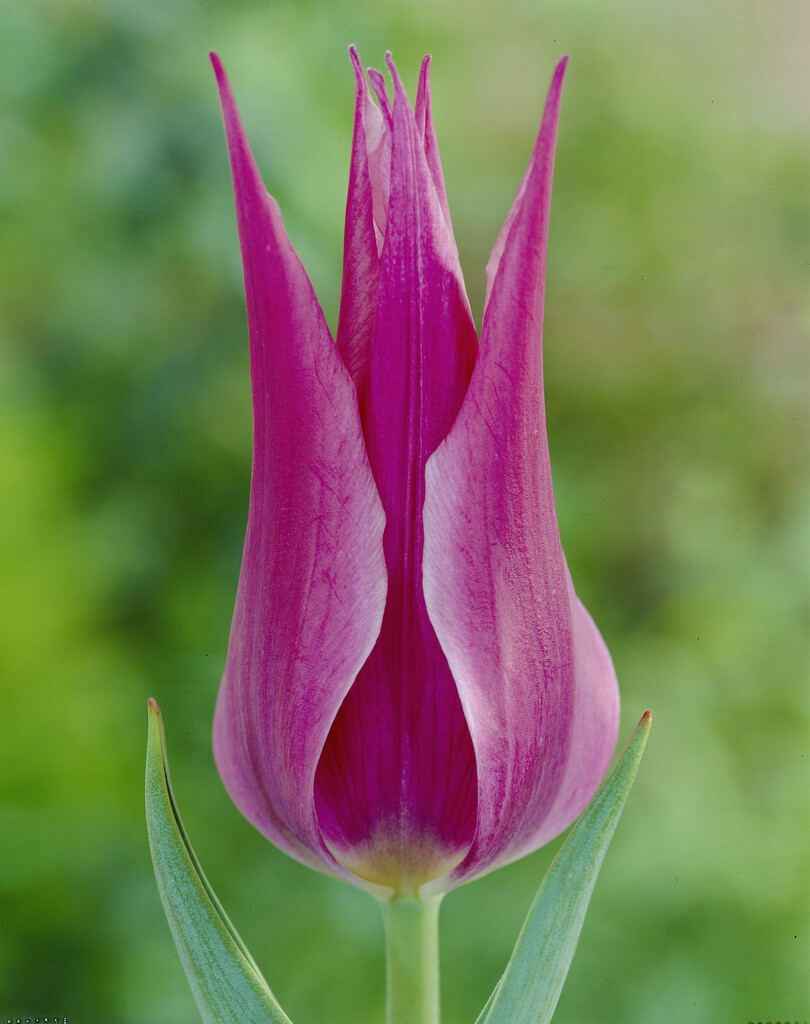 tulip 'Maytime'