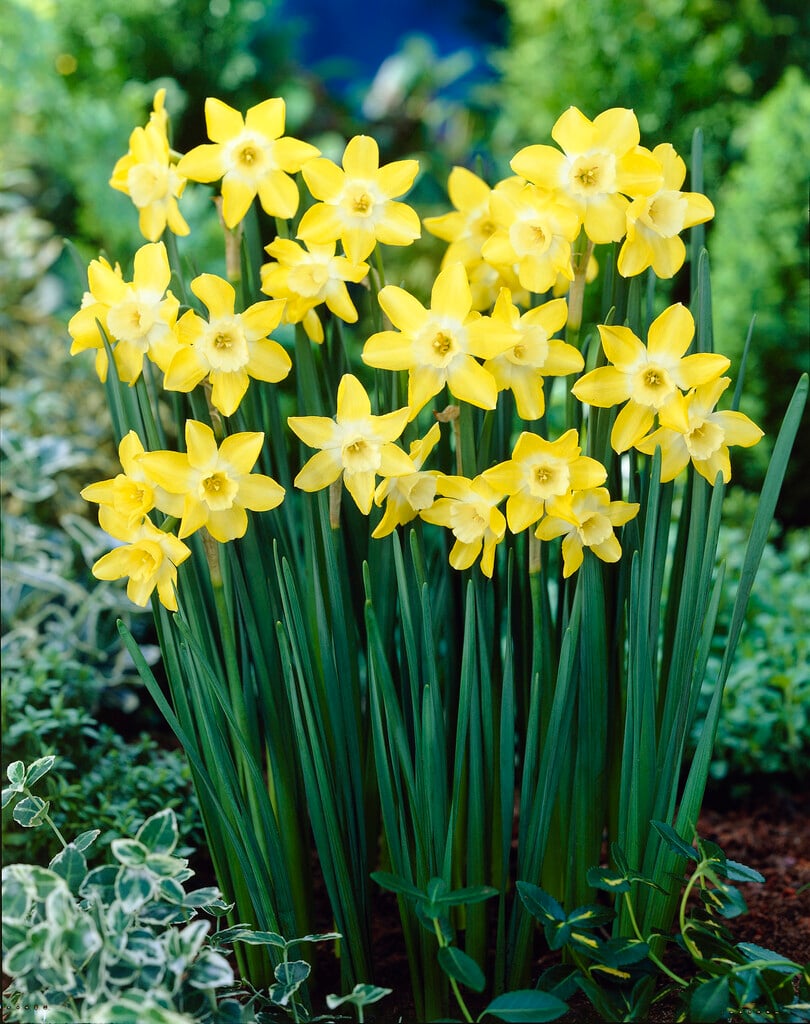daffodil 'Verdin'