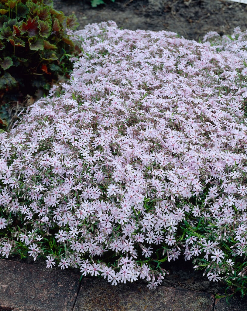 phlox 'Petticoat'
