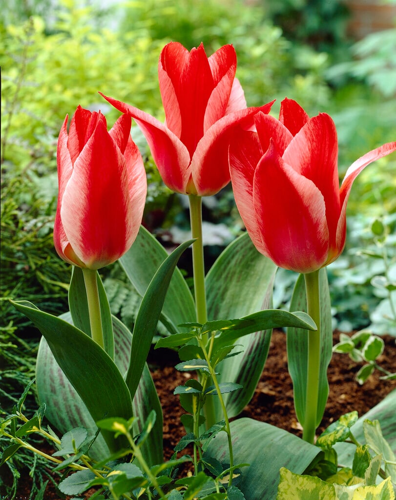 tulip 'Czaar Peter'