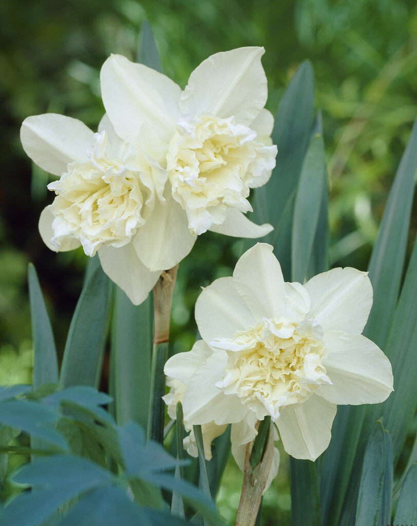 Narcissus triandrus &White Marvel& daffodil &White Marvel& Bulbs/RHS