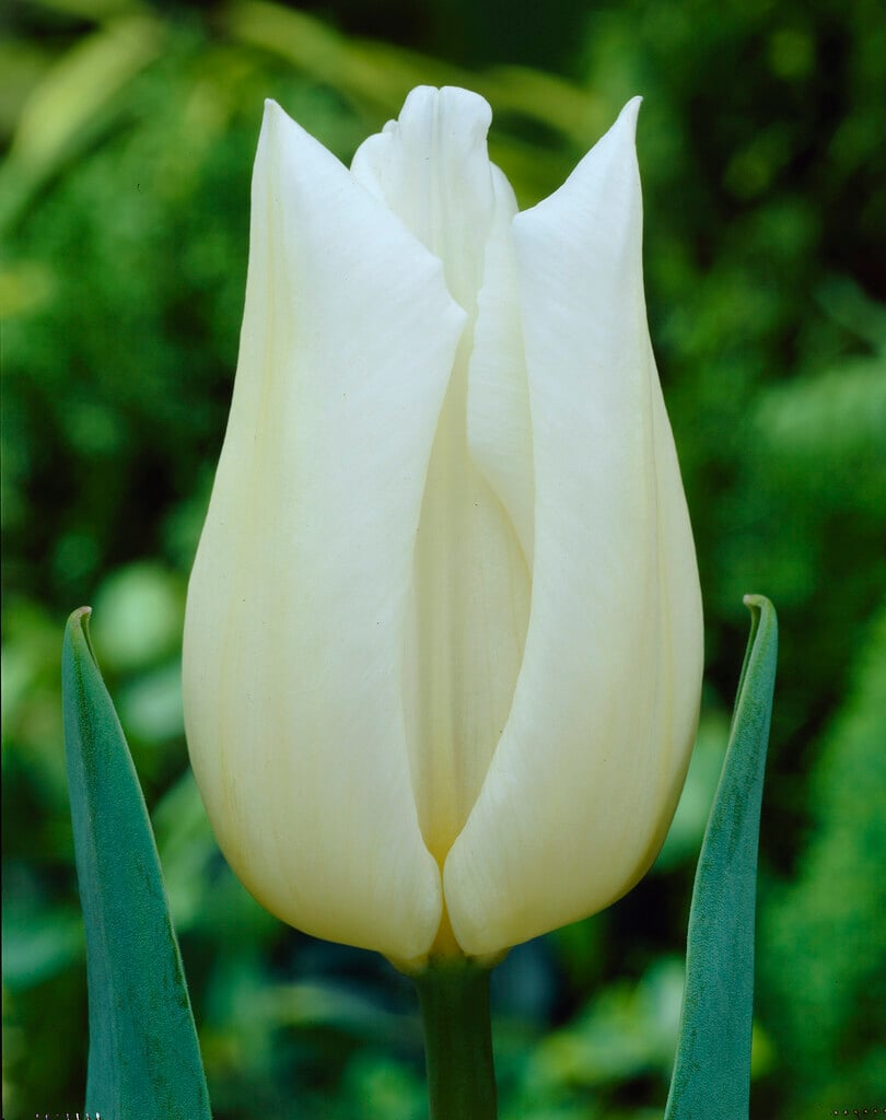 tulip 'Agrass White'