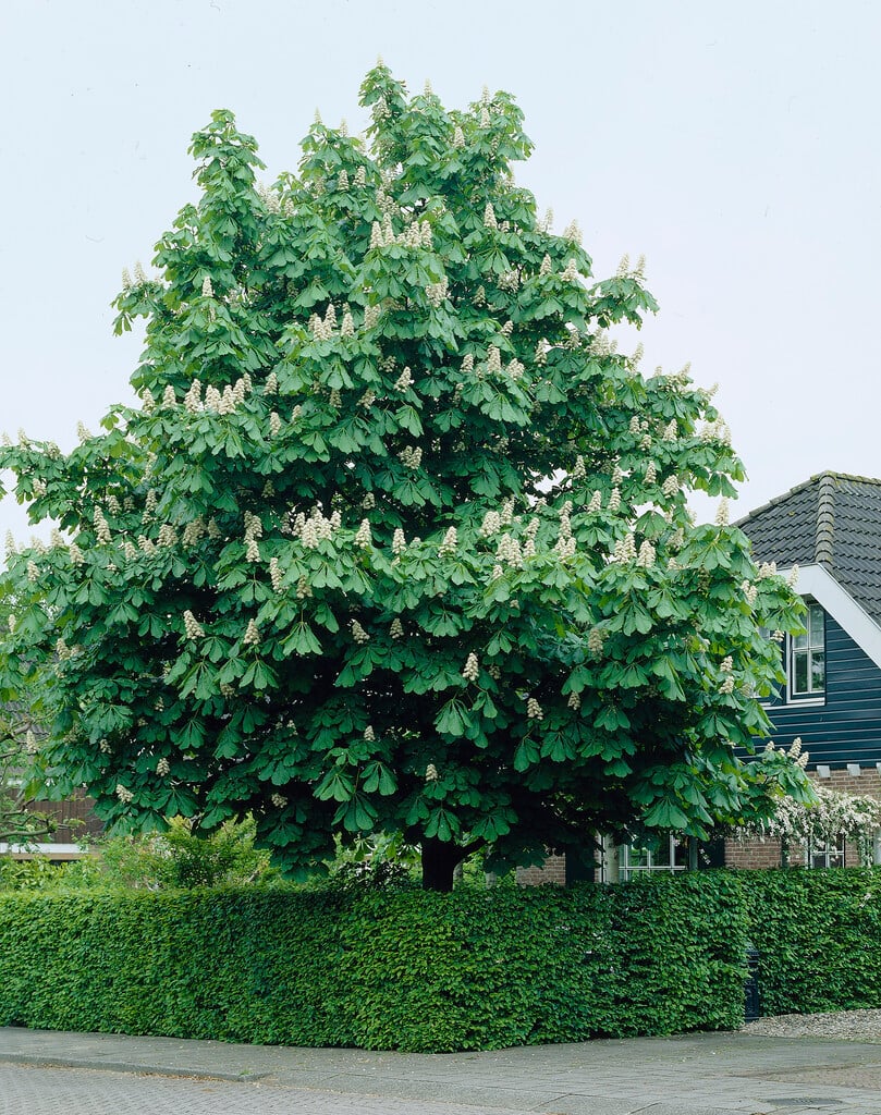 horse chestnut