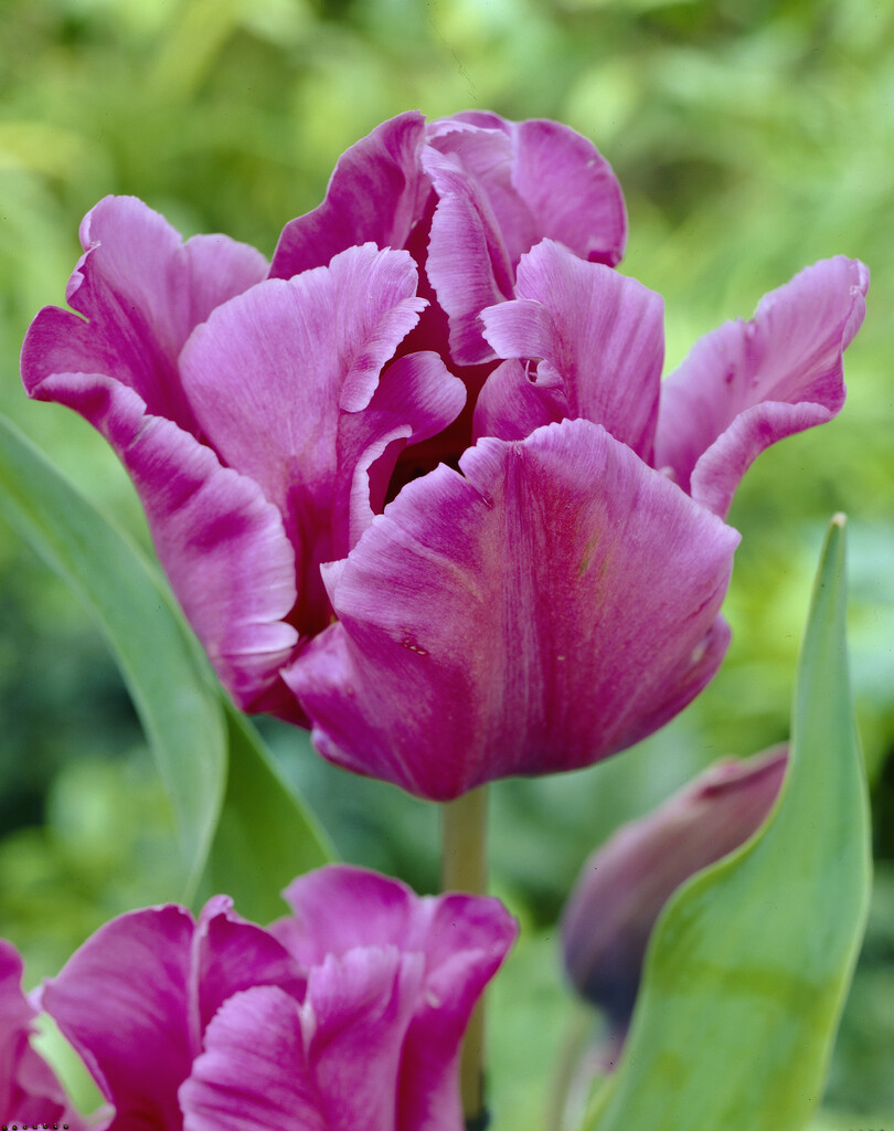 tulip 'Blue Parrot'