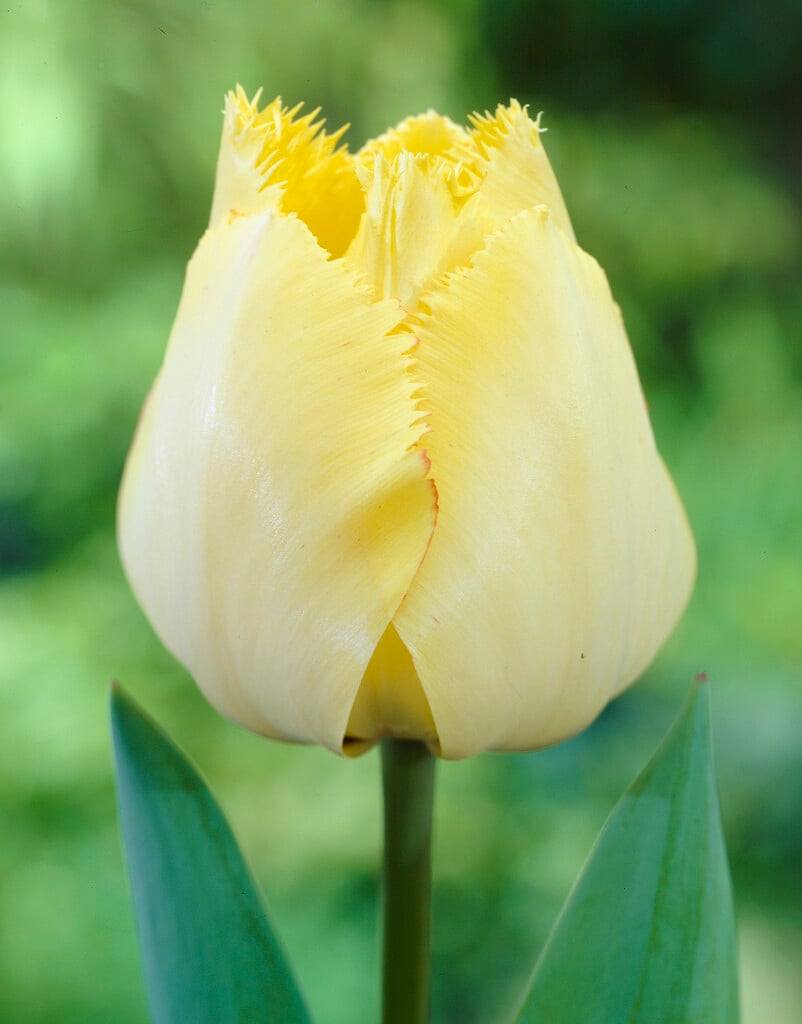 tulip 'Fringed Elegance'