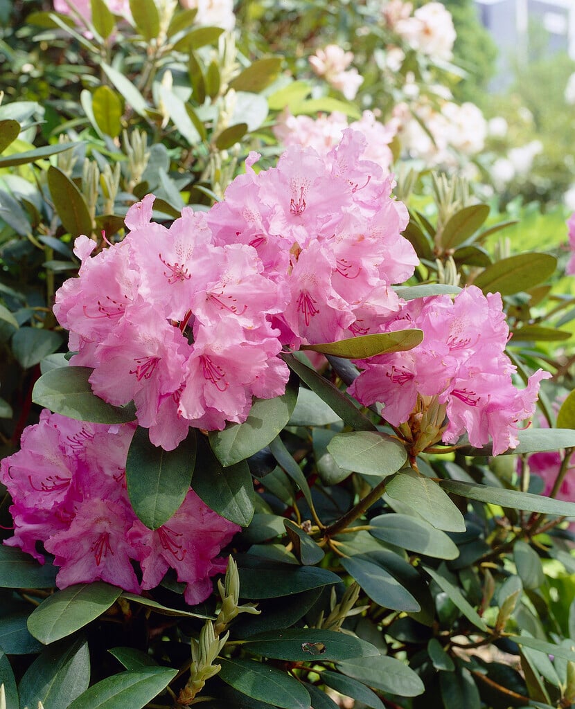 rhododendron 'Lumina'