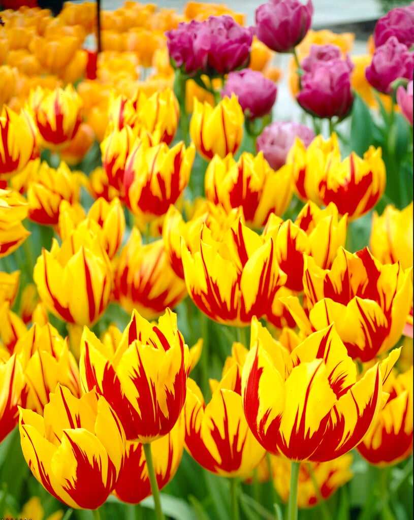 tulip 'Mickey Mouse'