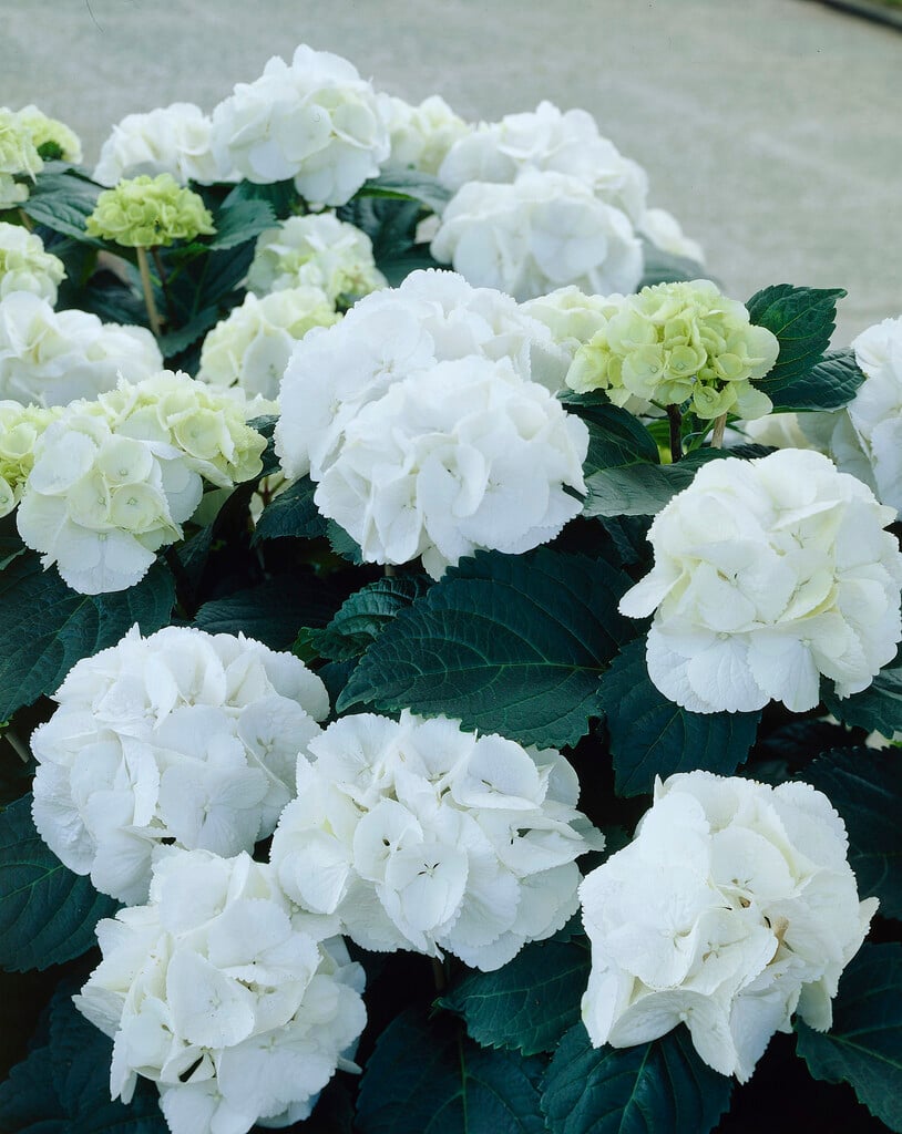 Hydrangea macrophylla Snowball hydrangea &Schneeball& Shrubs/RHS