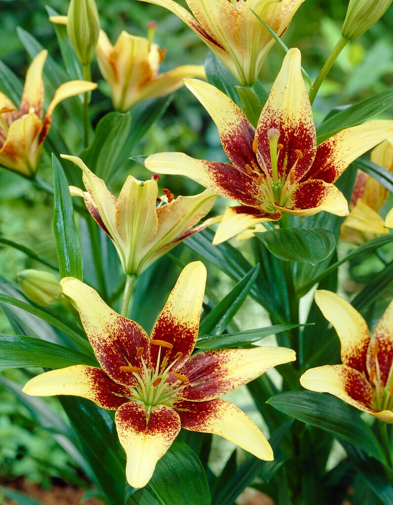 lily 'Latvia'