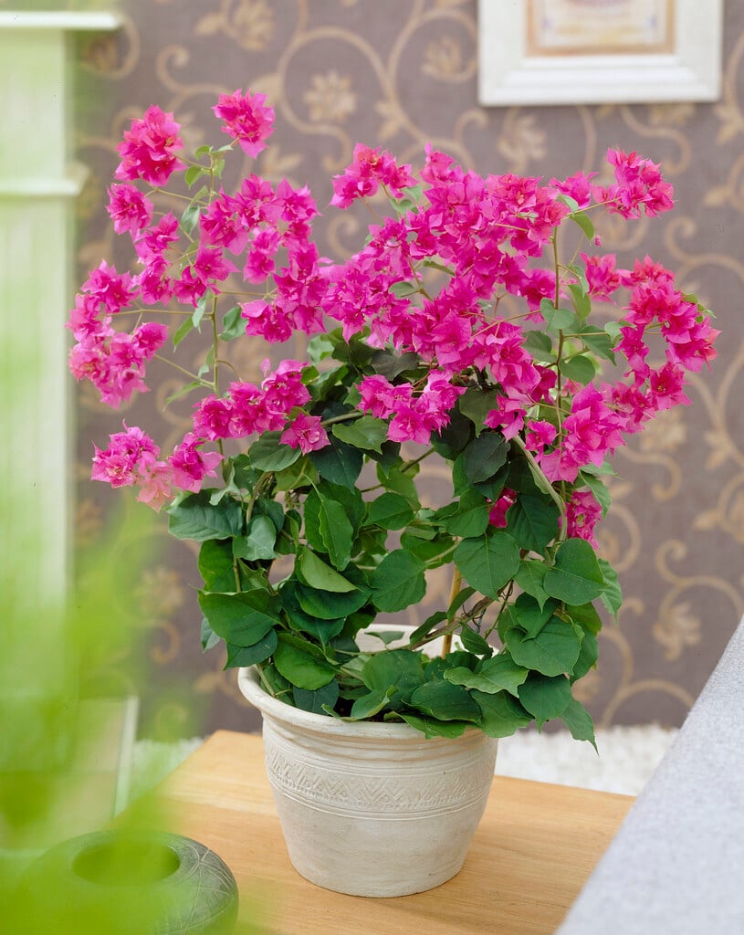 <i>Bougainvillea</i> 'Dania'