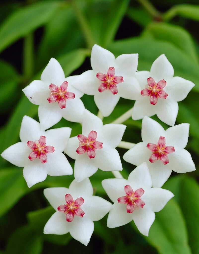 beautiful wax plant