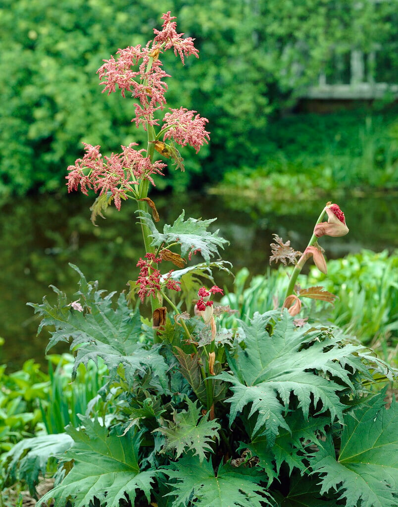 <em>Rheum</em> <em>palmatum</em> var. <em>tanguticum</em>