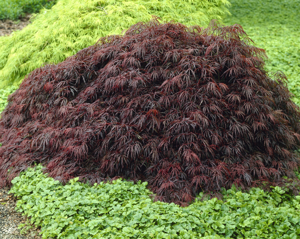 Japanese maple 'Crimson Queen'