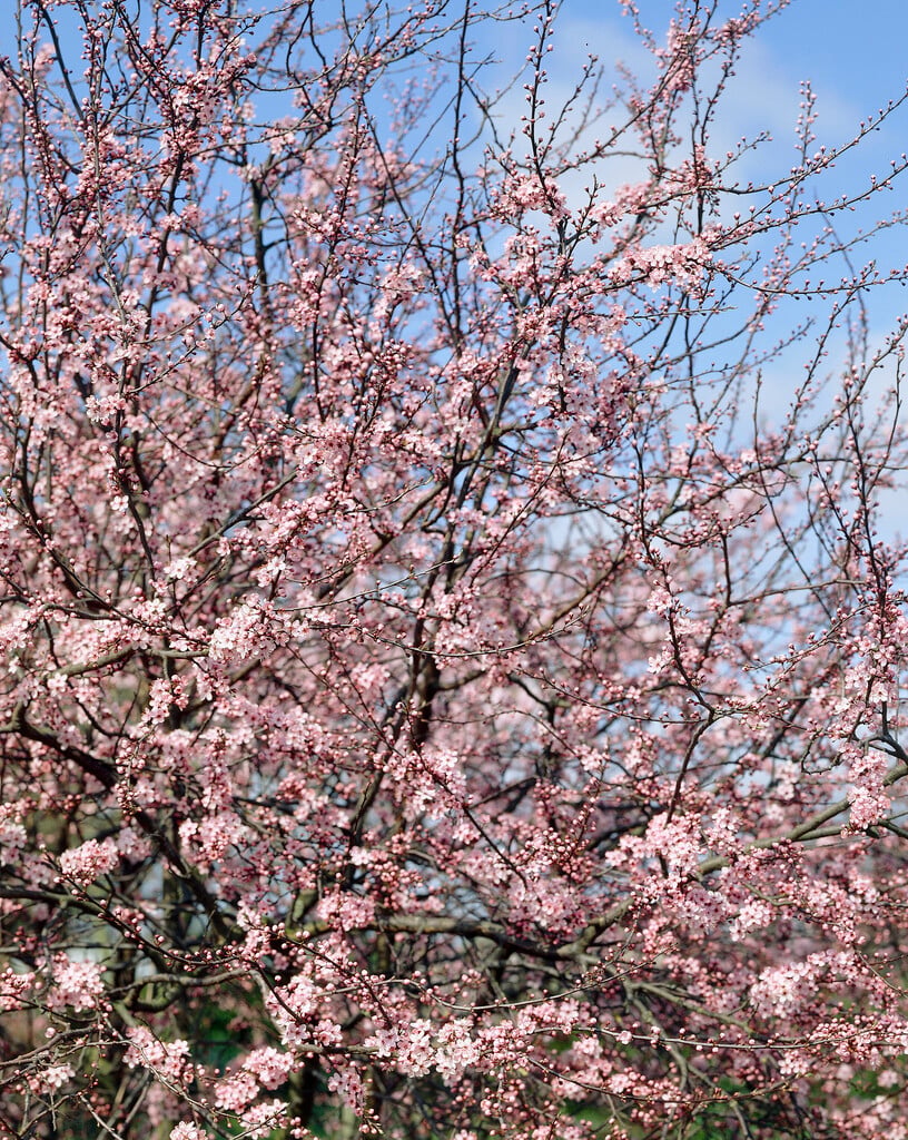 blackthorn 'Rosea'
