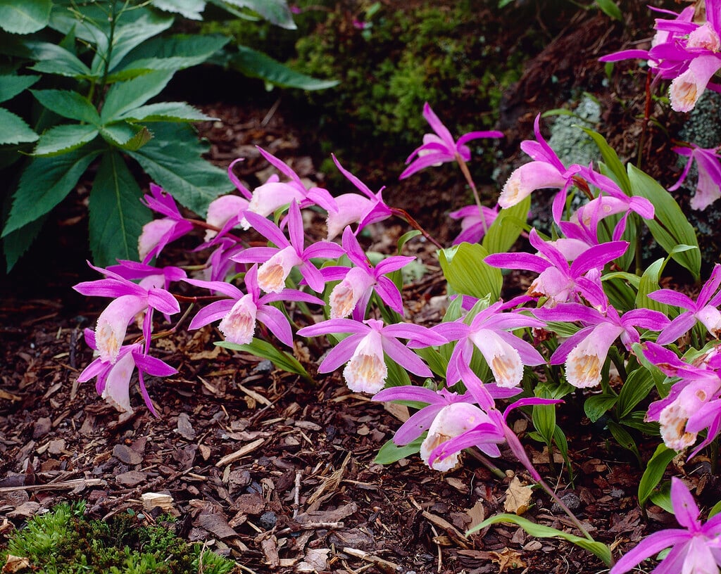 Pleione bulbocodioides | Alpine Rockery/RHS Gardening