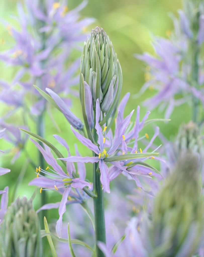 <em>Camassia</em> <em>cusickii</em> 'Zwanenburg'