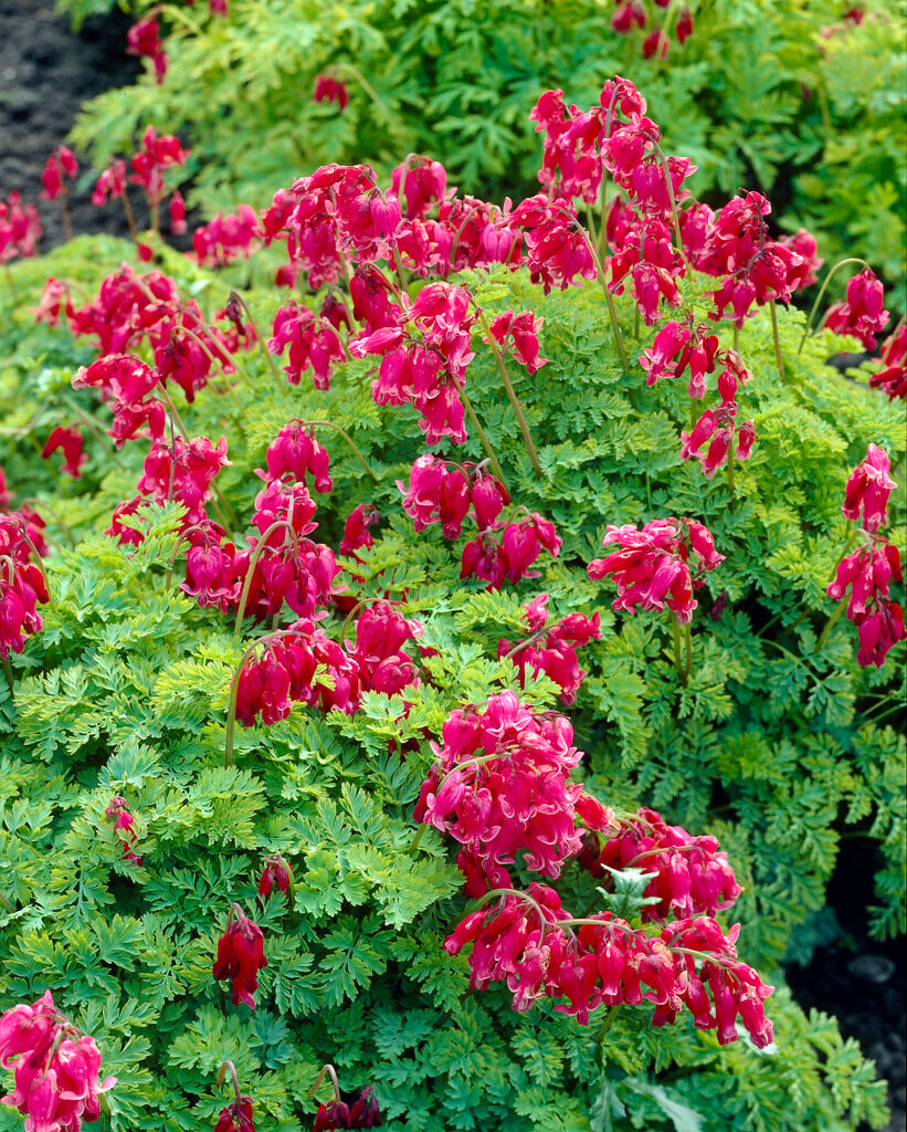 bleeding heart 'King of Hearts'