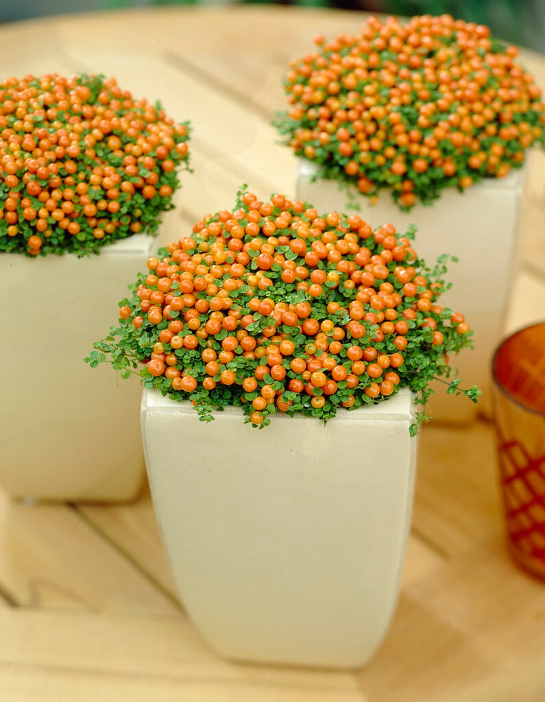 bead plant