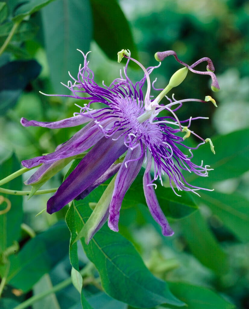 <i>Passiflora</i> 'Jelly Joker'