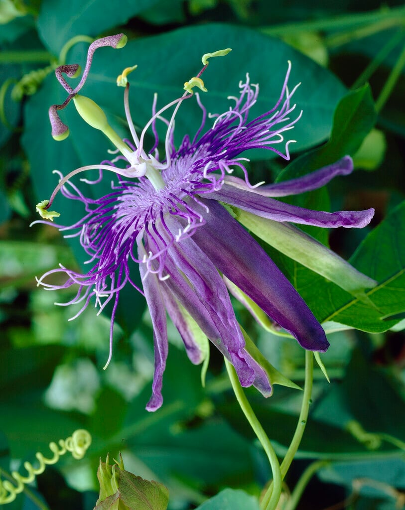 <i>Passiflora</i> 'Jelly Joker'