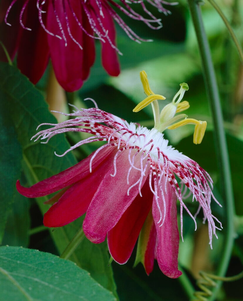 <i>Passiflora</i> 'Lady Margaret'