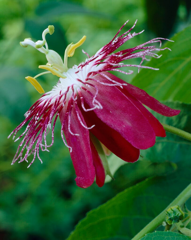 <i>Passiflora</i> 'Lady Margaret'