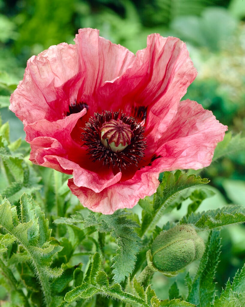 <i>Papaver</i> (Oriental Group) 'Lilac Girl'