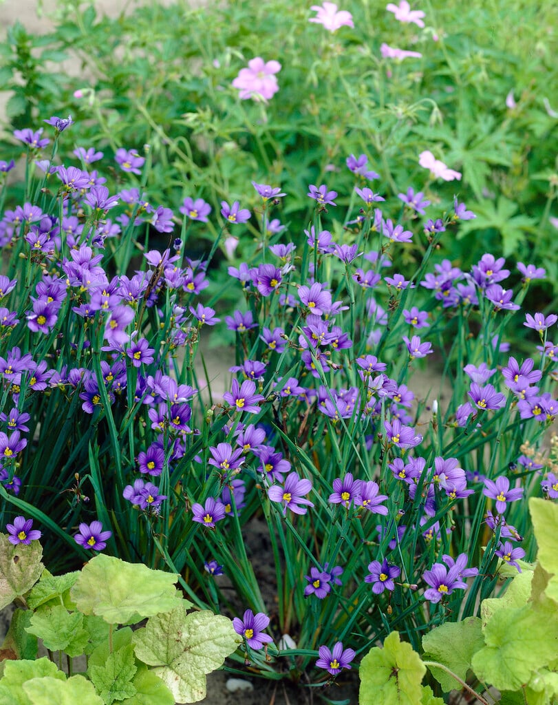 narrow-leaved blue-eyed grass