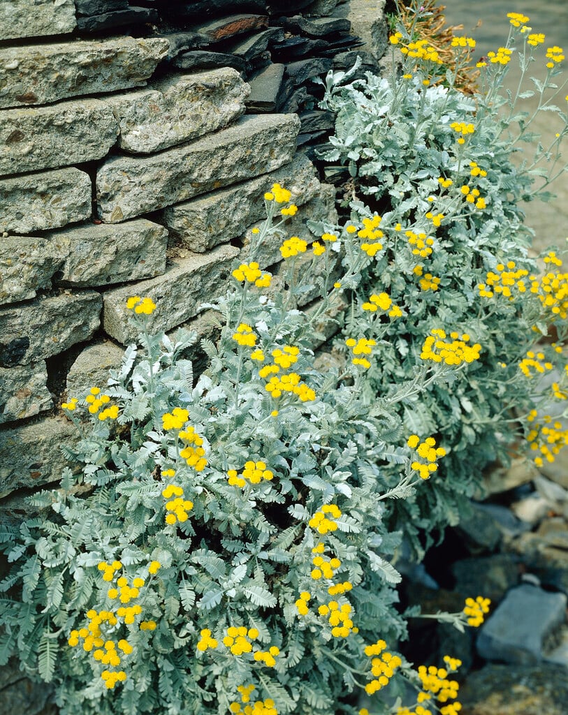 silver lace tansy